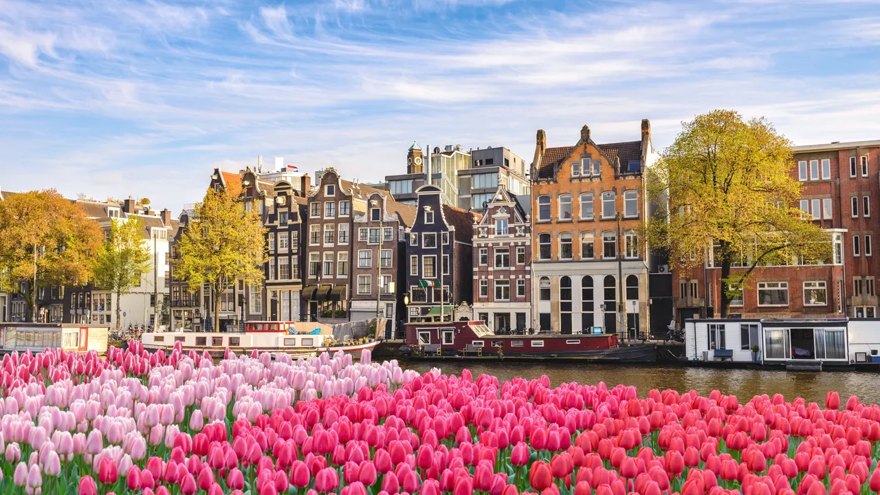holland-tulpenbluete-01.jpeg