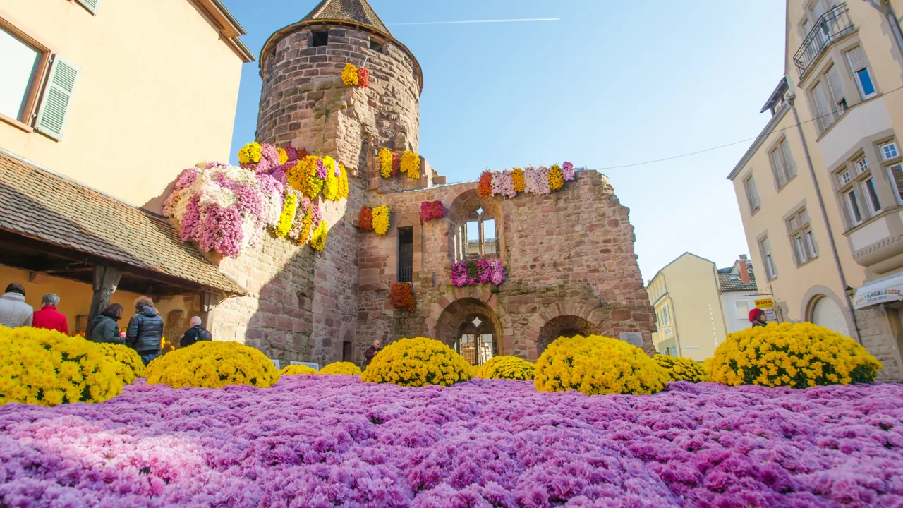 Chrysanthema in Lahr